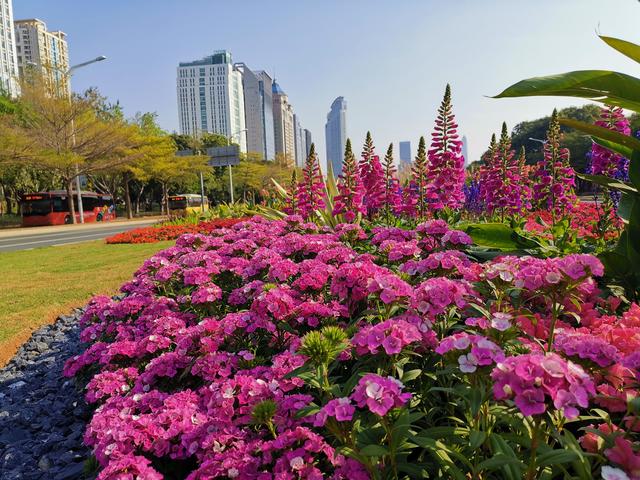 不服不行！深圳第一景觀大道又換鮮花了，顏值真的沒得說
