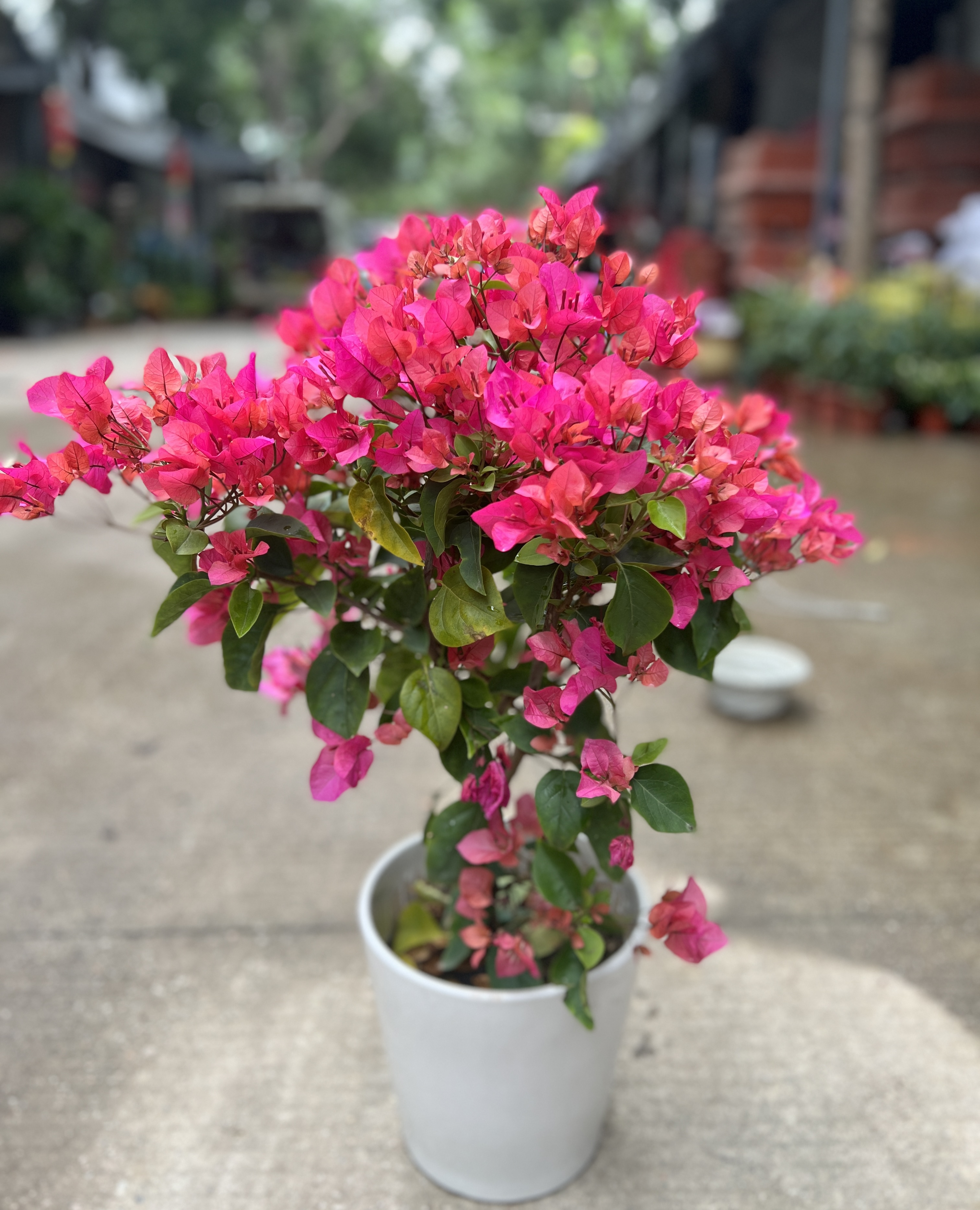 杜鵑花與三角梅 深圳的園林魅力與同城綠植配送服務