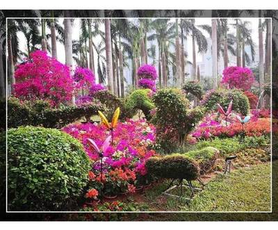 約起！刷爆朋友圈的深圳最美花海來啦！簕杜鵑花展等你打卡