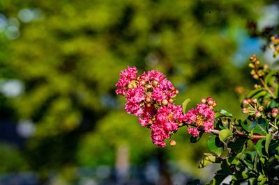 紫薇花 絢爛多姿，點綴七月的鵬城