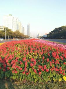 深圳國際園林花卉博覽園 都市綠洲的四季畫卷