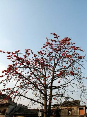 深圳木棉花 城市脈動中的英雄花
