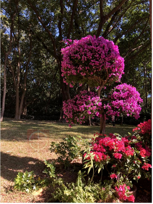 探秘“深圳市花” 簕杜鵑，綻放在鵬城的熱情與堅韌